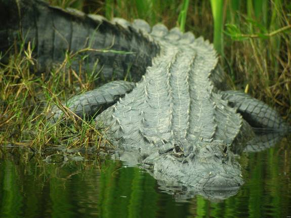 swamp alligator